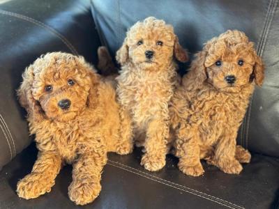 Miniature Poodle puppies in Meath