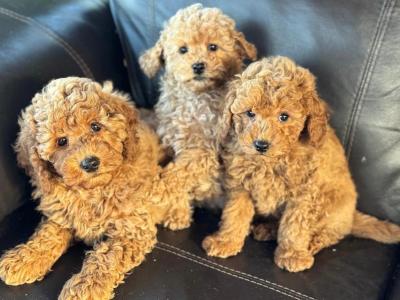 Miniature Poodle puppies in Meath