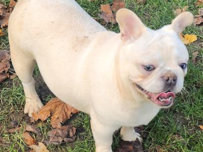 French Bulldog puppies in Dublin