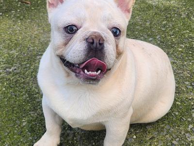 French Bulldog puppies in Dublin