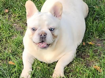 French Bulldog puppies in Dublin