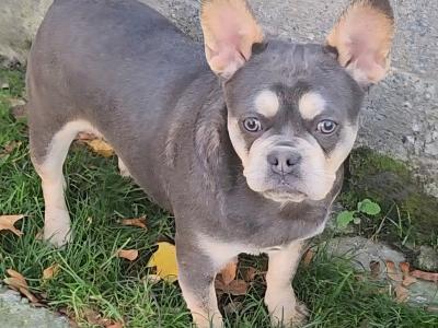 French Bulldog puppies in Dublin