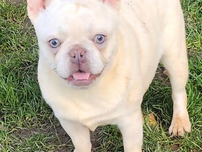 French Bulldog puppies in Dublin