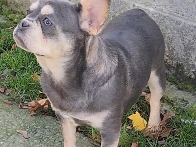 French Bulldog puppies in Dublin