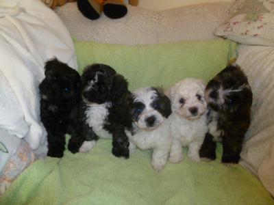 Bichon Frise x Yorkshire Terrier puppies in Cork