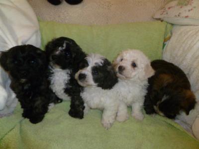 Bichon Frise x Yorkshire Terrier puppies in Cork