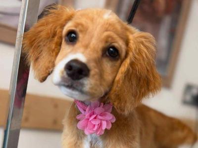 Female Apricot Cockapoo puppy 6 months old in Kildare