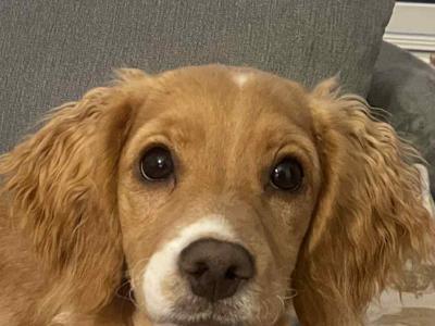 Female Apricot Cockapoo puppy 6 months old in Kildare