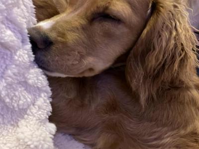 Female Apricot Cockapoo puppy 6 months old in Kildare