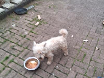 West Highland Terrier for stud