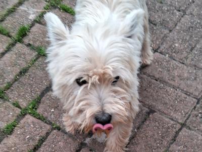 Puppies & Dogs for sale in Ireland - Dogs.ie - dogs.ie