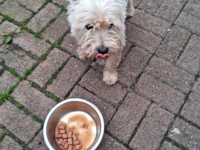 West Highland Terrier for stud