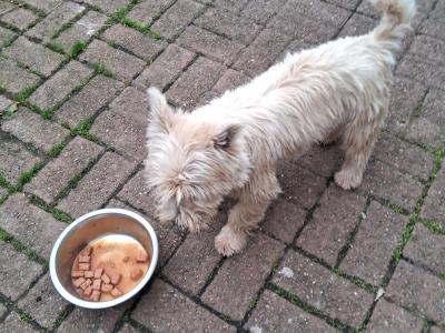 West Highland Terrier for stud