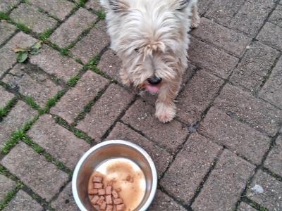 West Highland Terrier for stud