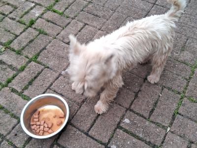 West Highland Terrier for stud