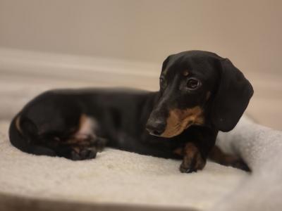 IKC Registered male Dachshund puppy 5 months old in Limerick