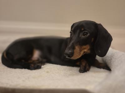IKC Registered male Dachshund puppy 5 months old in Limerick