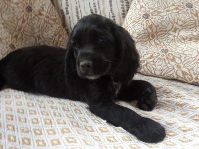 Cocker Spaniel puppies for sale in Laois