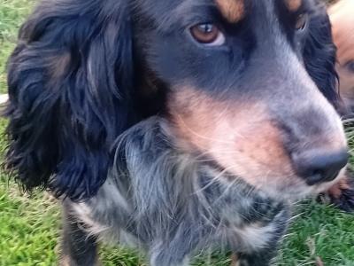 Cocker Spaniel puppies for sale in Laois