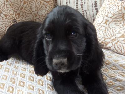 Cocker Spaniel puppies for sale in Laois