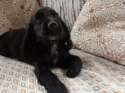Cocker Spaniel puppies for sale in Laois