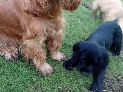 Cocker Spaniel puppies for sale in Laois