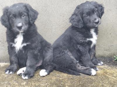 Chunky Bernese Mountain Dog x Golden Retriever puppies for sale in Kerry