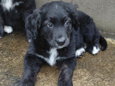 Chunky Bernese Mountain Dog x Golden Retriever puppies for sale in Kerry