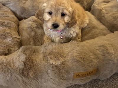 Cavapoo puppies in Kilkenny