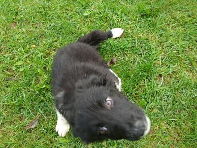 Black and White female Border Collie puppies in Wexford