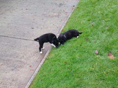 Black and White female Border Collie puppies in Wexford