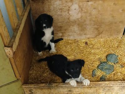 Black and White female Border Collie puppies in Wexford
