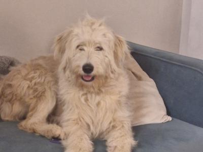 Female Goldendoodle puppy  8 months old in Offaly