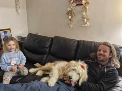 Female Goldendoodle puppy  8 months old in Offaly