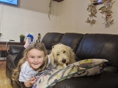 Female Goldendoodle puppy  8 months old in Offaly