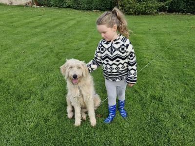 Female Goldendoodle puppy  8 months old in Offaly
