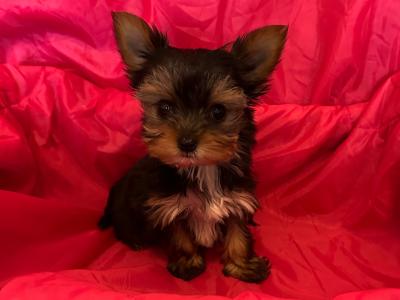 Miniature Yorkshire Terrier puppies in Dublin