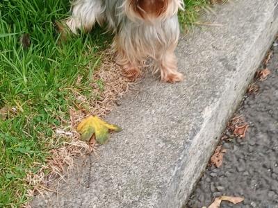Miniature Yorkshire Terrier puppies in Dublin