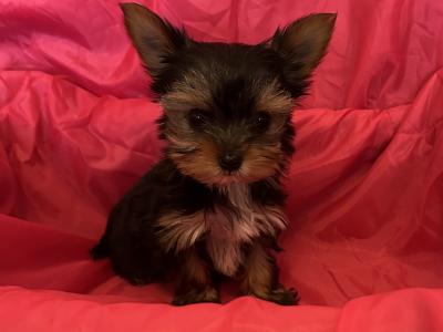 Miniature Yorkshire Terrier puppies in Dublin