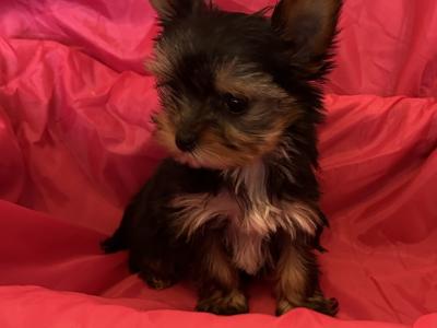 Miniature Yorkshire Terrier puppies in Dublin