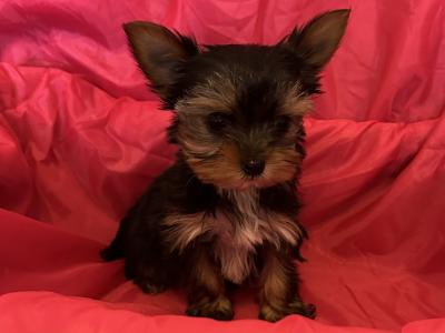 Miniature Yorkshire Terrier puppies in Dublin