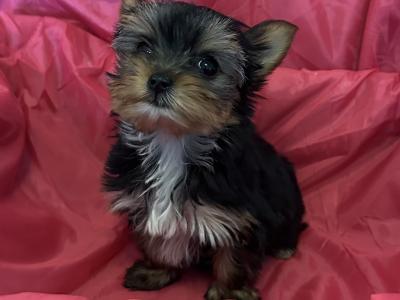 Miniature Yorkshire Terrier puppies in Dublin