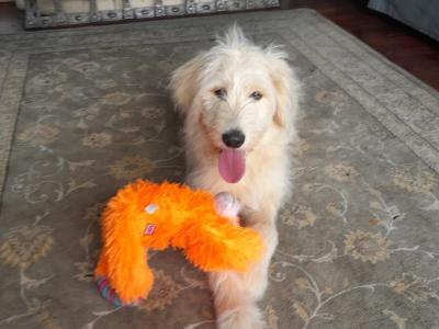 Female Goldendoodle puppy  8 months old in Offaly