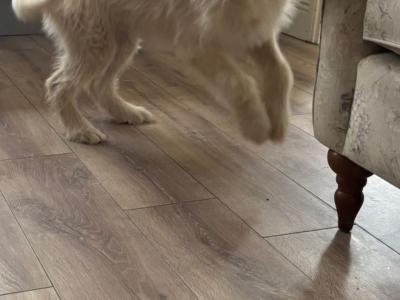 Female Goldendoodle puppy  8 months old in Offaly