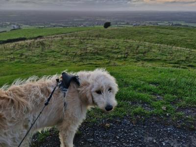 Female Goldendoodle puppy  8 months old in Offaly
