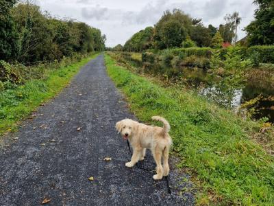 Female Goldendoodle puppy  8 months old in Offaly