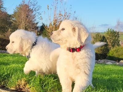 Golden Retriever puppies in Wexford