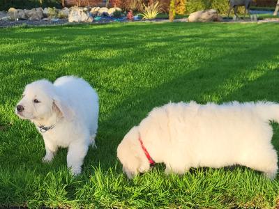 Golden Retriever puppies in Wexford