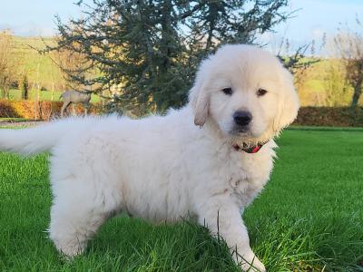 Golden Retriever puppies in Wexford