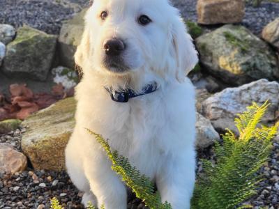 Golden Retriever puppies in Wexford